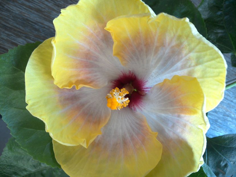 WIN_20160825_103526 - 01Hibiscus