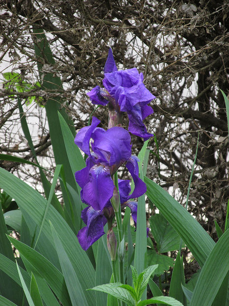 4 mai 2016 iris albastru - 2016 - My messy garden