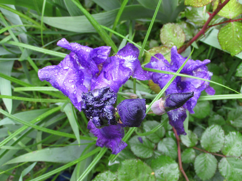 6 mai 2016 iris albastru