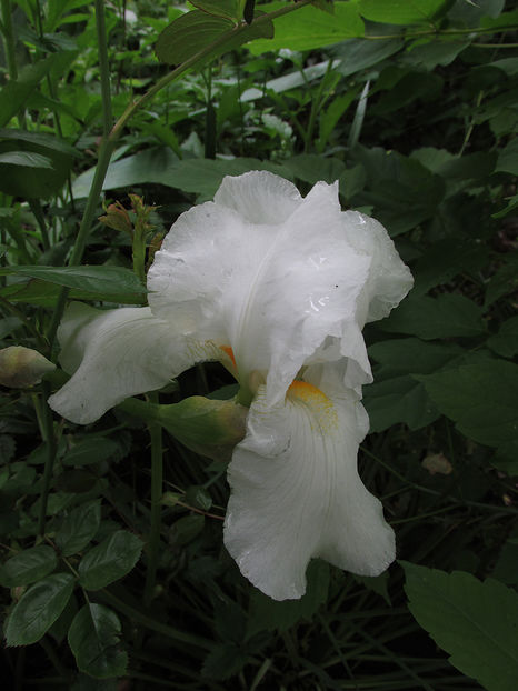 16 mai 2016 iris alb