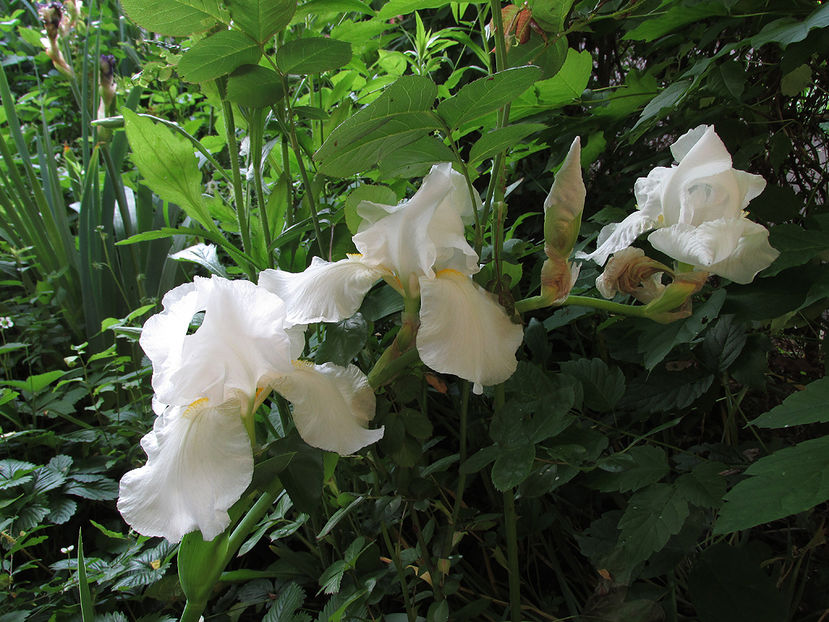 22 mai 2016 iris alb