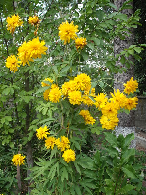 Rudbeckia Goldquelle - Plante de gradina