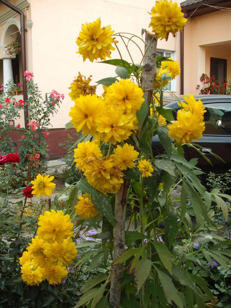 Rudbeckia Goldquelle - Plante de gradina