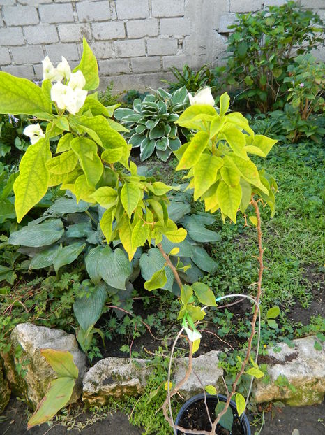 Captura nou-nouta - Aug si sept  in ghivece si gradina