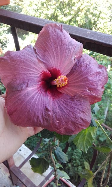  - trandafirii chinezesti-hibiscus rosa sinensis