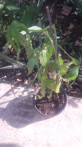  - Hibiscus coccineus