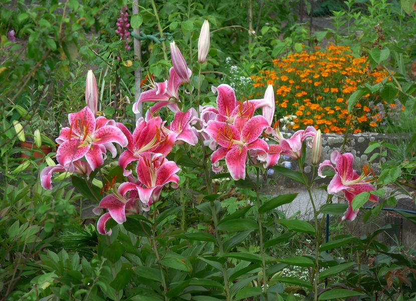 P1980620 - 2016 - 02 - Vara