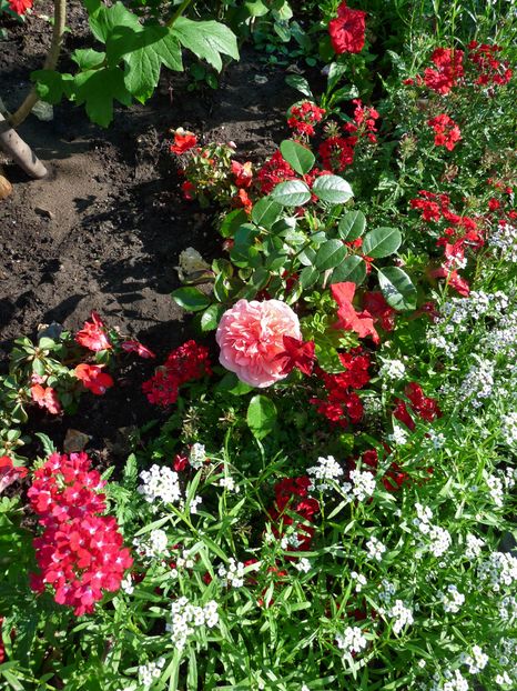 P1980003 - 2016 - 02 - Vara