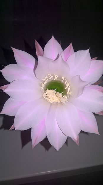 multumesc MihaelaGrigoras