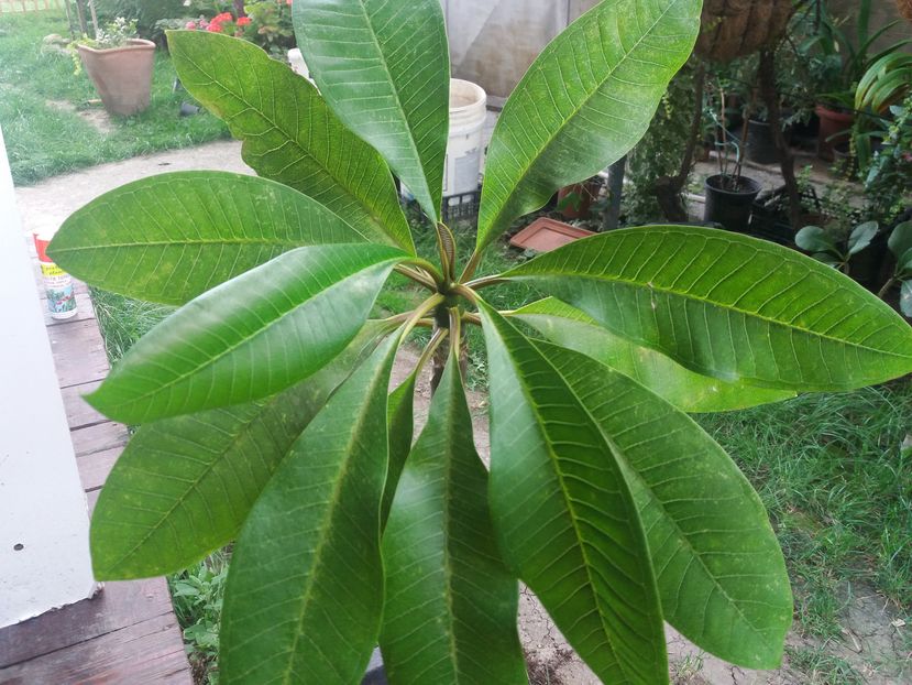 sa vedem flori la ea - Adenium si plumeria