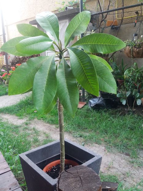 plumeria nou venita - Adenium si plumeria