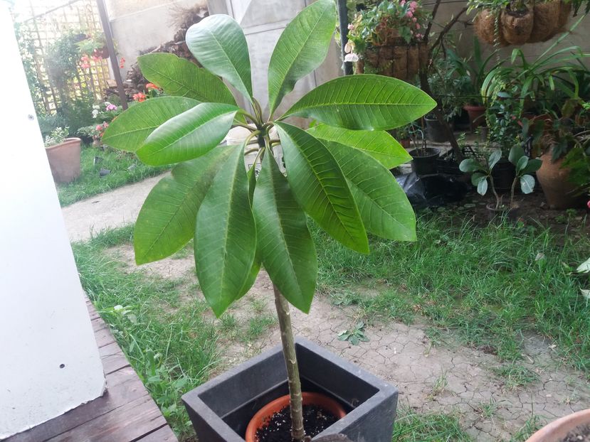 multumesc sora - Adenium si plumeria