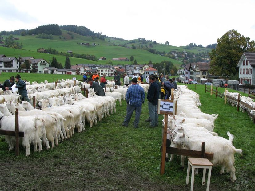 Capre Appenzeller la expozitie-y66 - Rase de oi si capre poze deosebite-12