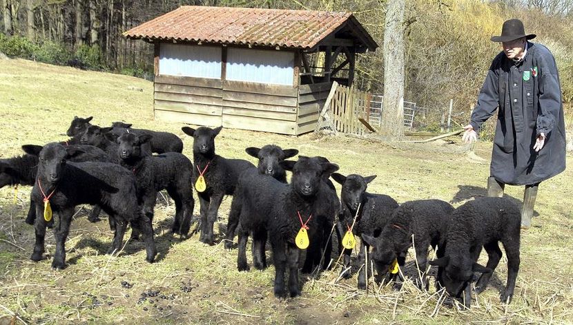Miei negrii ca mura - Rase de oi si capre poze deosebite-12