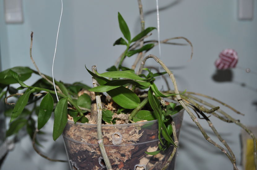  - Dendrobium aphyllum