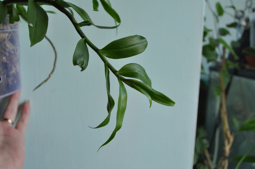  - Dendrobium aphyllum