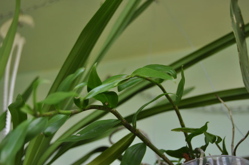  - Dendrobium aphyllum