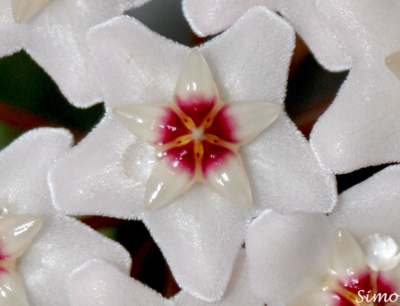 Hoya