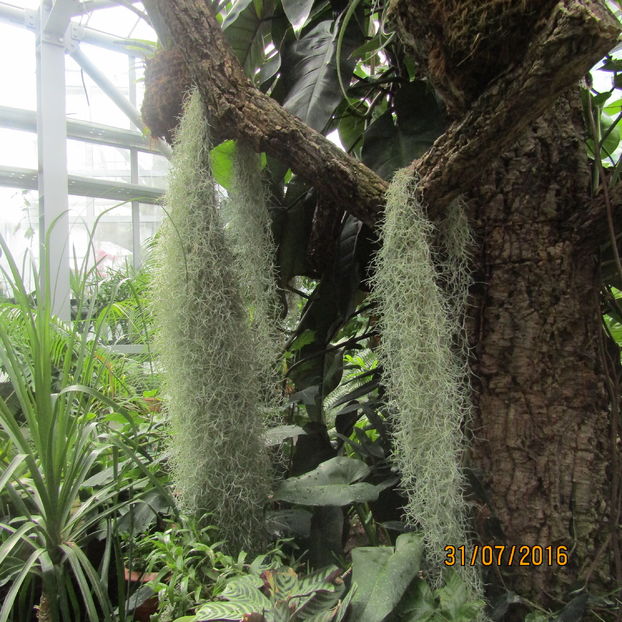  - Gradina botanica Jibou