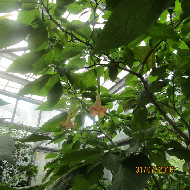  - Gradina botanica Jibou