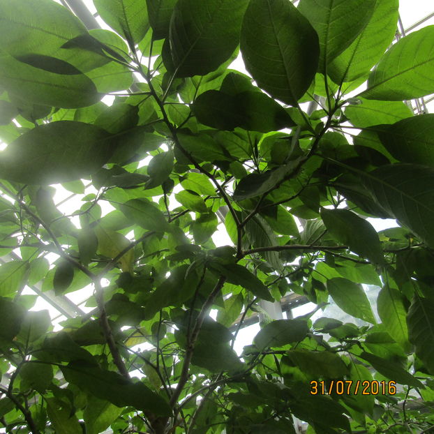  - Gradina botanica Jibou