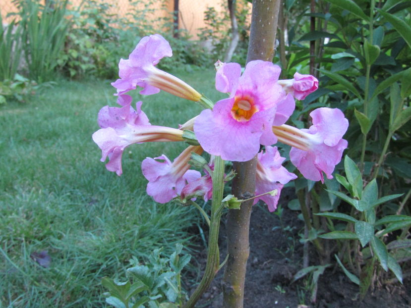 Gloxinia de gradina - Diverse