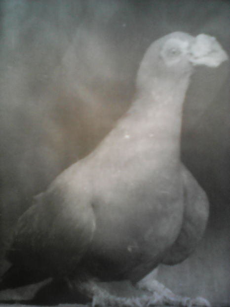 DRAGON  GALBEN  EXPOZIȚIA ORADEA 1979; AM DAT ACEŞTI PORUMBEI ÎN ANII ,90 DOMNILOR RECSEY E  LUDOVIC,8 buc. STRANIŞ IOAN 1 buc. CHIŞ IOAN,8 buc..KADAR IOSIF din TINCA 23 buc.  ACEASTĂ  LINIE DE  GALBENI  S-A PĂSTRAT dat.d-lui PILOCA  IOAN
