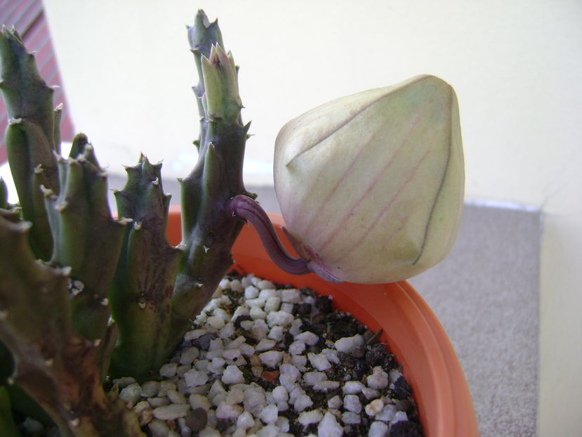 Stapelia hb. berlinensis, boboc