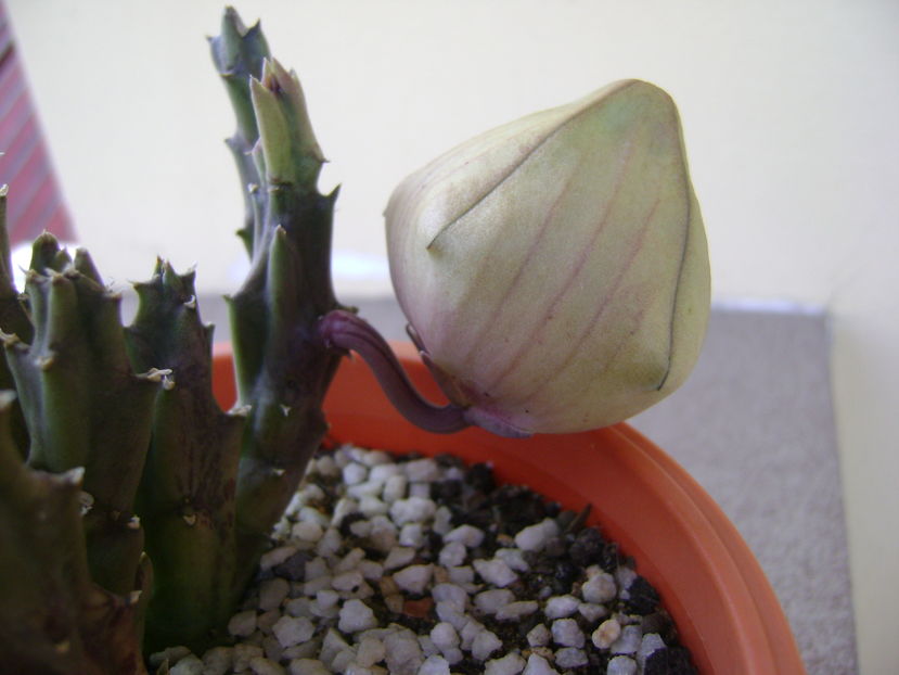 Stapelia hb. berlinensis - Stapeliade 2016
