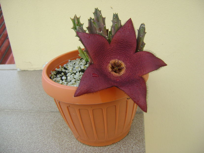Stapelia hb. berlinensis - Stapeliade 2016