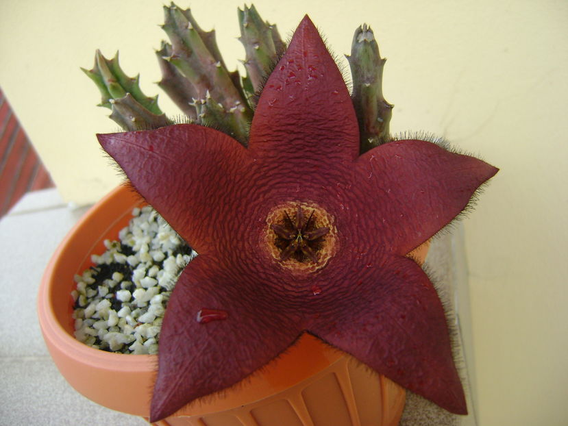 Stapelia hb. berlinensis - Stapeliade 2016
