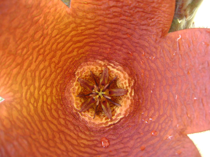 Stapelia hb. berlinensis - Stapeliade 2016