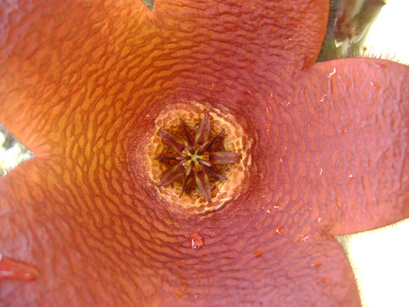 Stapelia hb. berlinensis - Stapeliade 2016