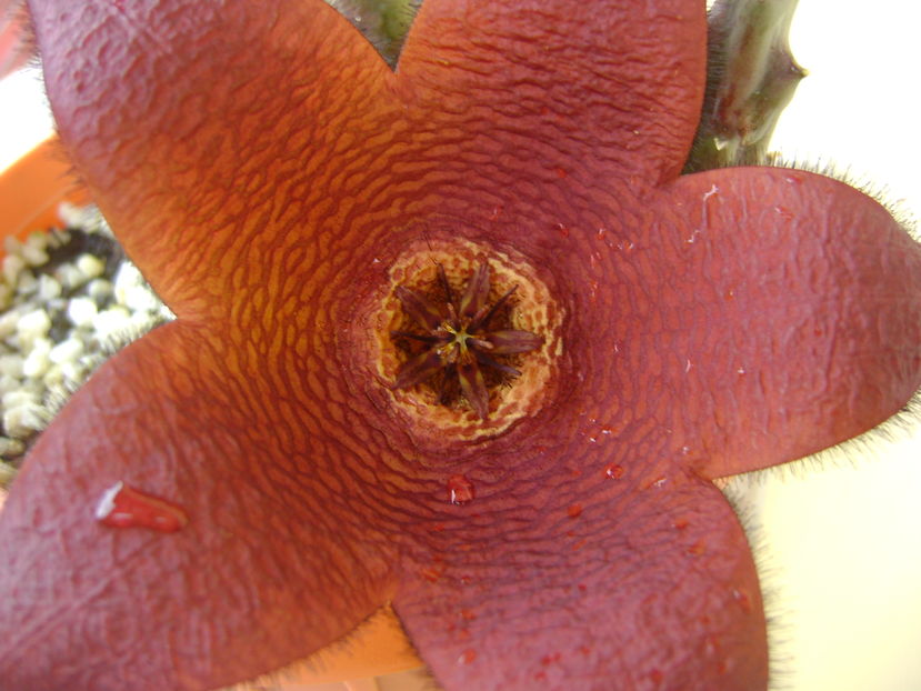 Stapelia hb. berlinensis - Stapeliade 2016