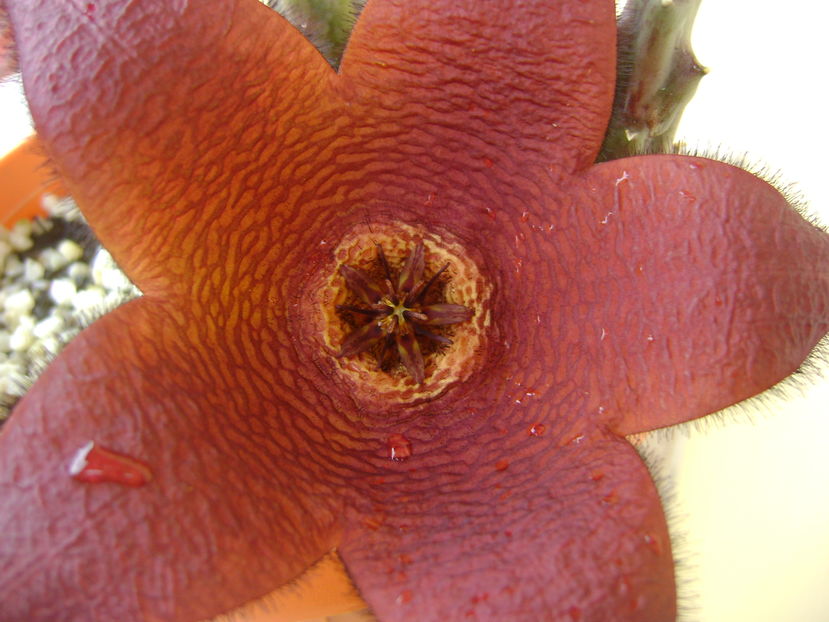 Stapelia hb. berlinensis - Stapeliade 2016