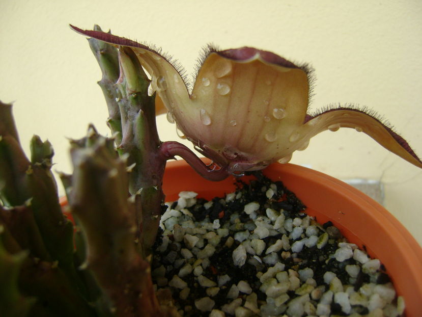 Stapelia hb. berlinensis