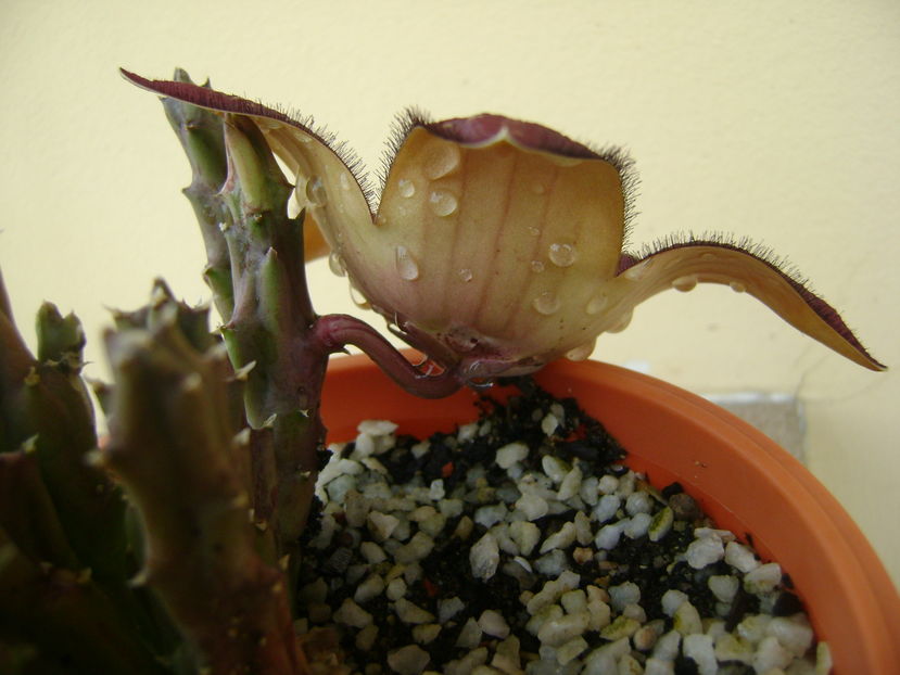 Stapelia hb. berlinensis - Stapeliade 2016