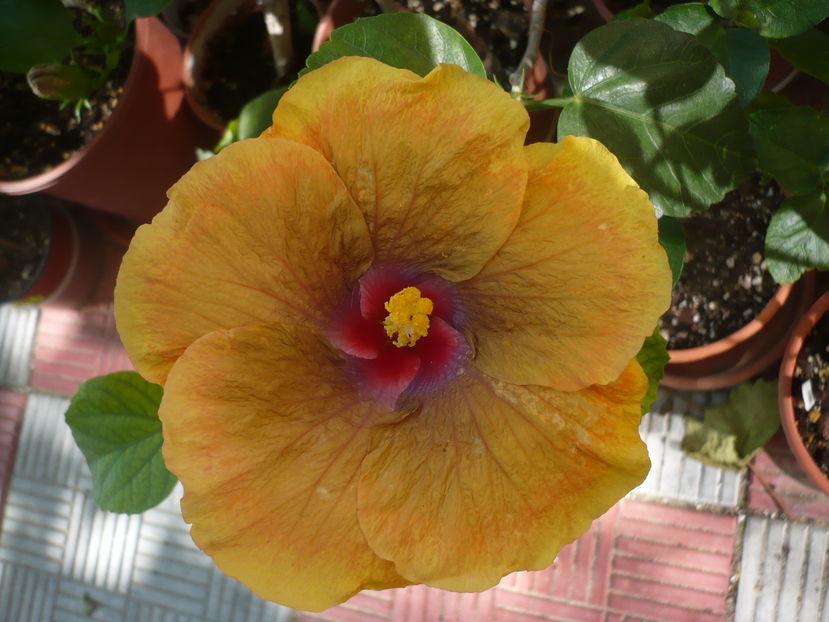 P1290472 - Tahitian Passion Flower