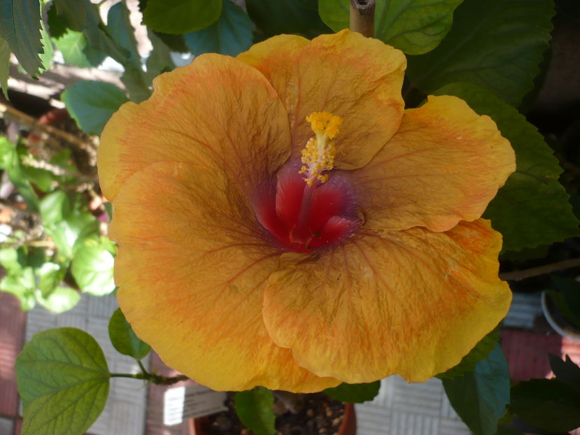 P1290474 - Tahitian Passion Flower