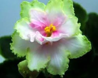 Spring Kiss-poza net