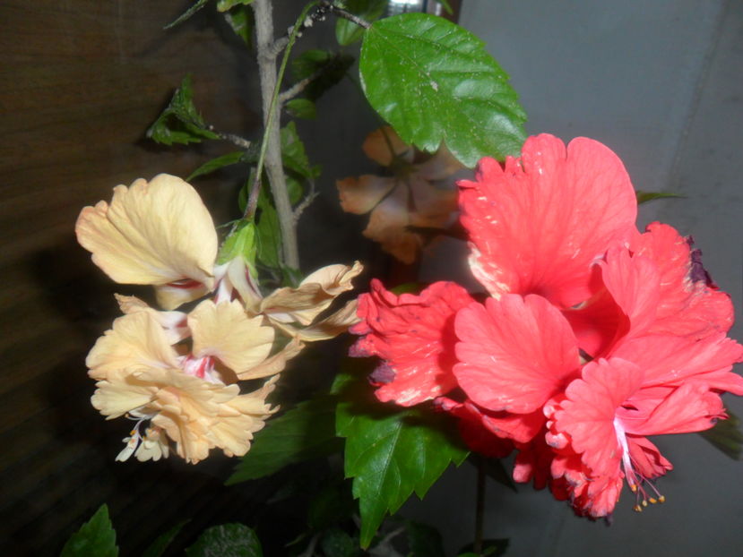  - hibiscusi 2016-5