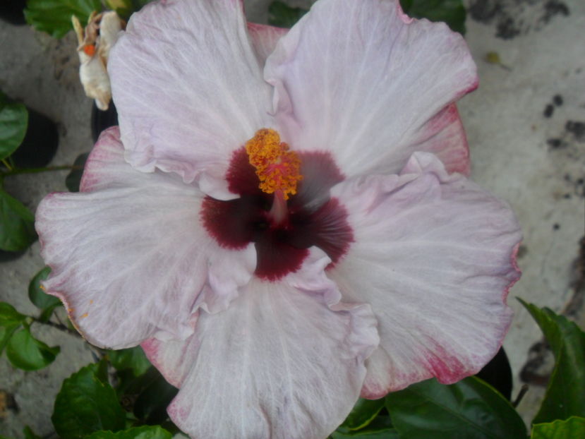  - hibiscusi 2016-5