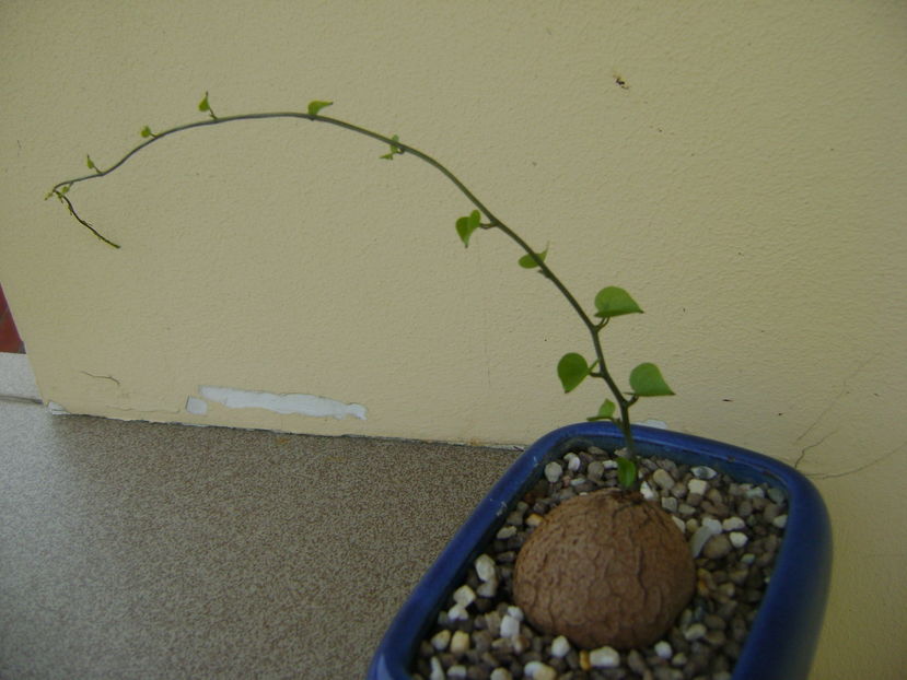 Dioscorea elephantipes; 22 aug. 2016
