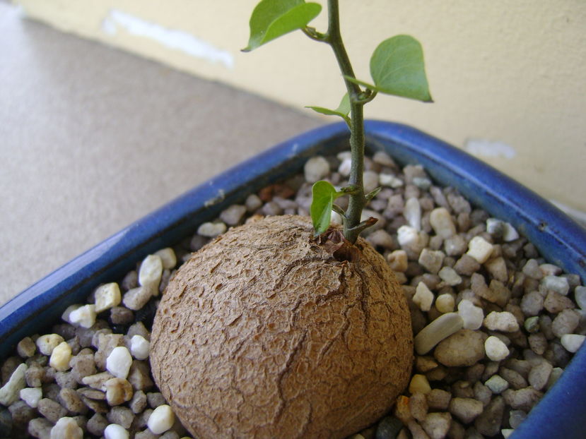 Dioscorea elephantipes; 22 aug. 2016
