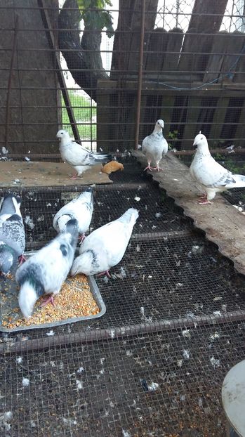  - 1 AAB PORUMBEI STANDARD 2016