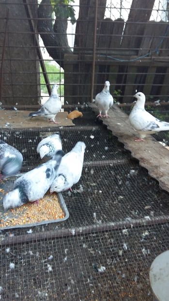  - 1 AAB PORUMBEI STANDARD 2016