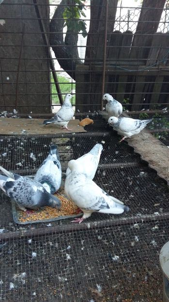  - 1 AAB PORUMBEI STANDARD 2016