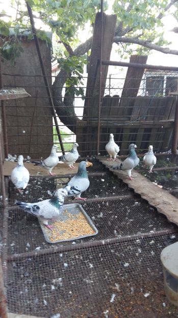  - 1 AAB PORUMBEI STANDARD 2016