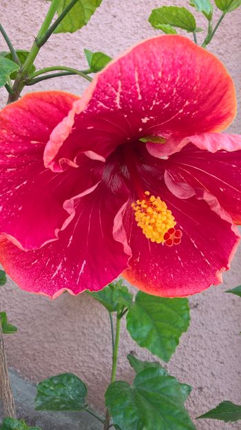  - Hibiscus Lily Torbert