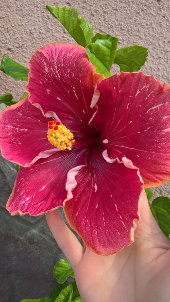  - Hibiscus Lily Torbert